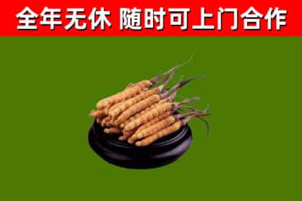 镇平烟酒回收冬虫夏草.jpg